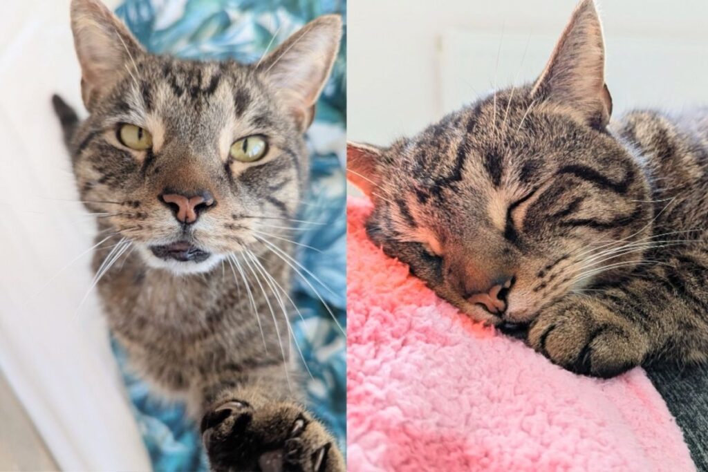 Cat Takes Shelter in Neighbor’s Storage Cupboard, Eventually Finding Place Where He Can Be King