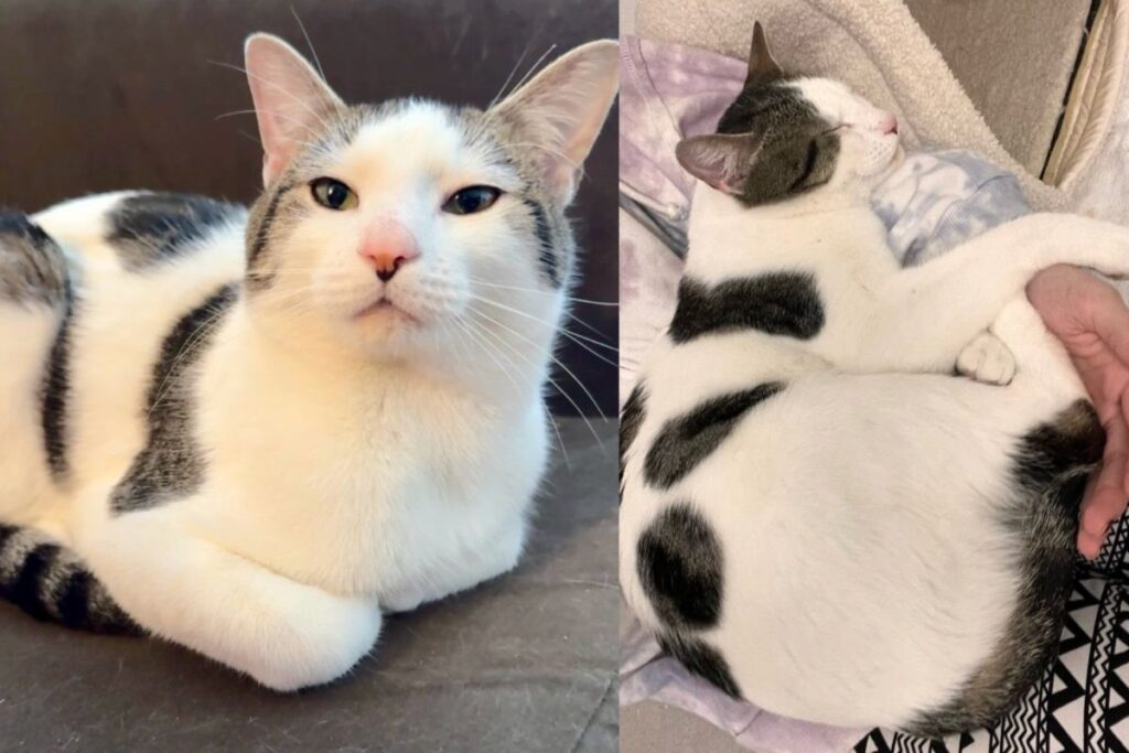 Cat with ‘Cow Spots’ Left in the Snow Until Family Takes Him in, He Runs Up to Greet Them with Pure Happiness
