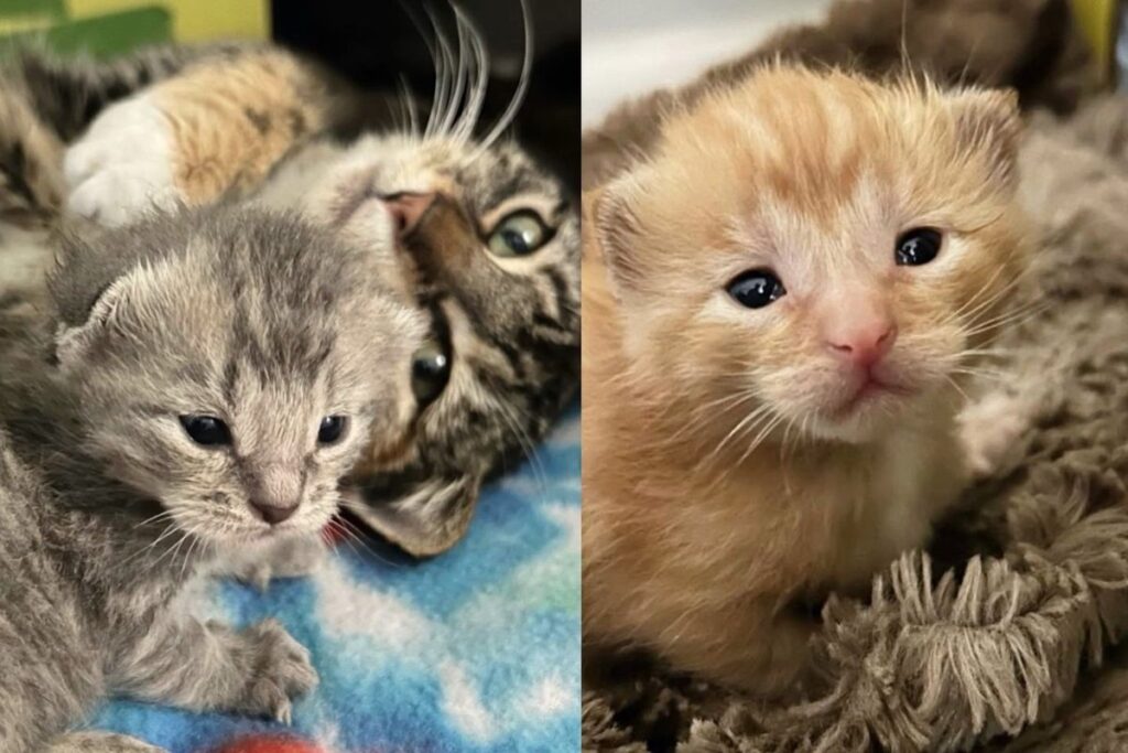 Clever Cat Approaches People Who Let Her in, Shortly After She Brings Kittens into World, Safe from the Cold