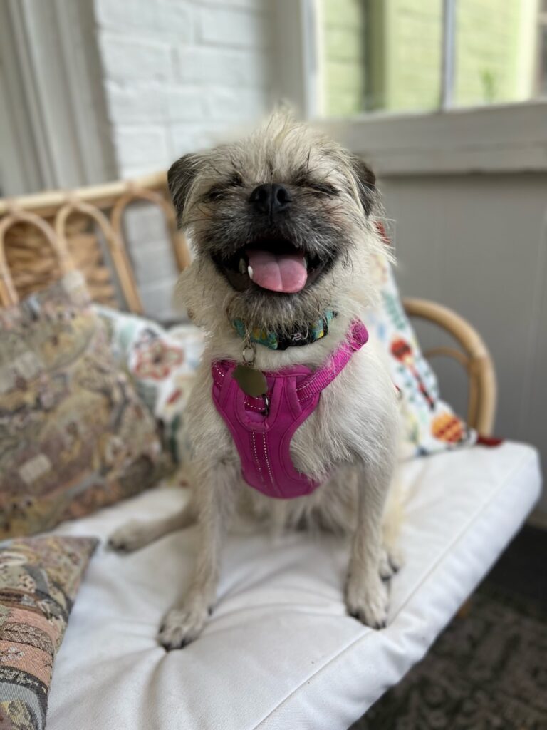 Doggy Daycare: Gizmo Goes to School