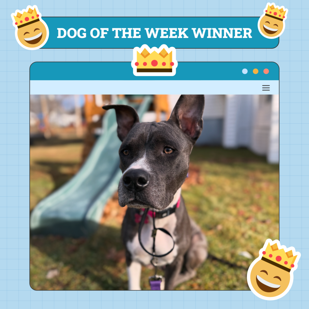 Dogster Photo Contest: Dogs of the Week Winners (Mar 13, 2025)
