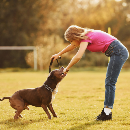 The Benefits of Positive Dog Training Methods: Building Trust