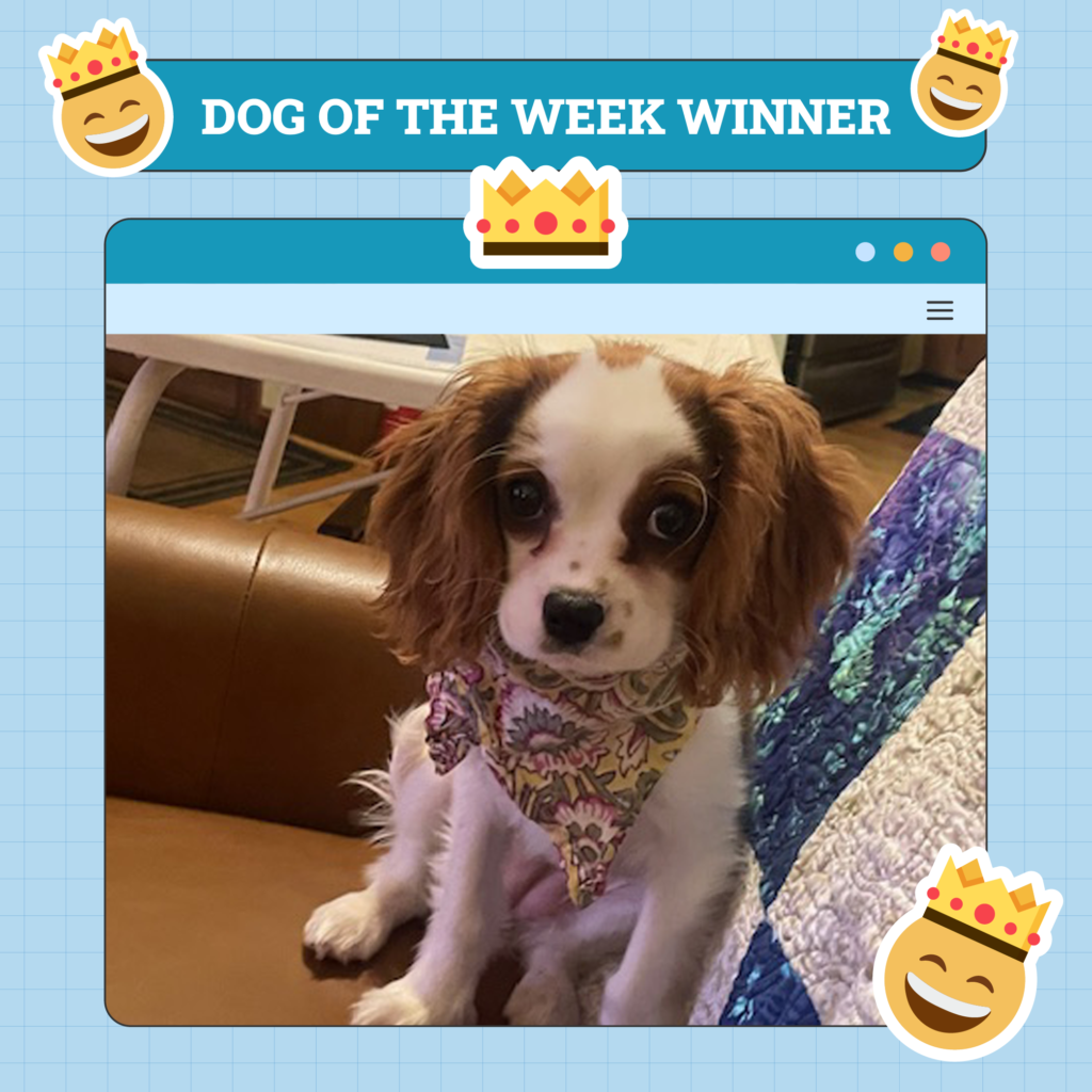 Dogster Photo Contest: Dogs of the Week Winners (April 3, 2025)