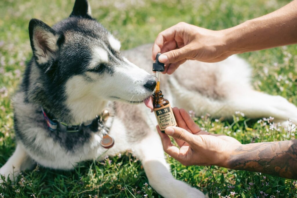 Essential Pet Health Tips for Traveling with Your Furry Companion
