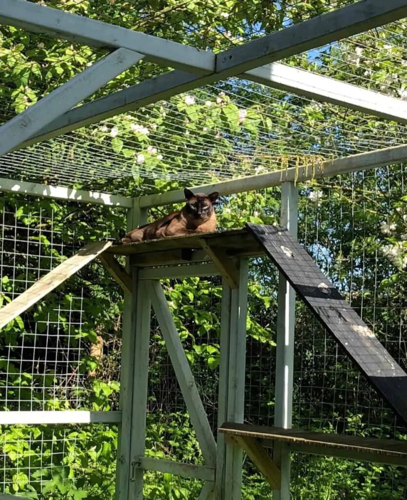 The Benefits of Having a Cat Run: Health and Behavioural Improvements